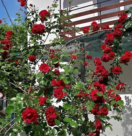 Maison d'hôtes къща за гости янка